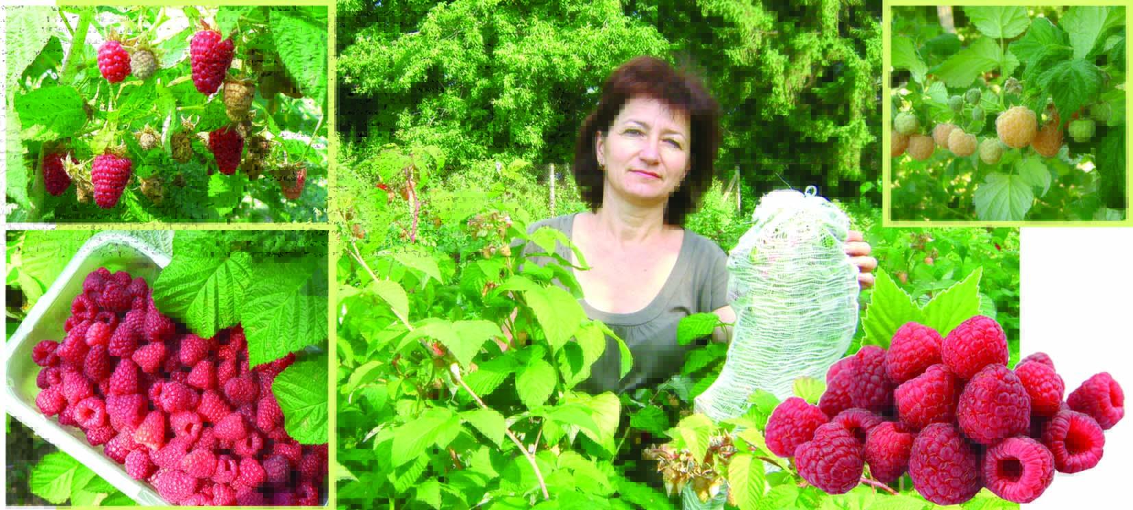 Дивные рубины ремонтантной малины
